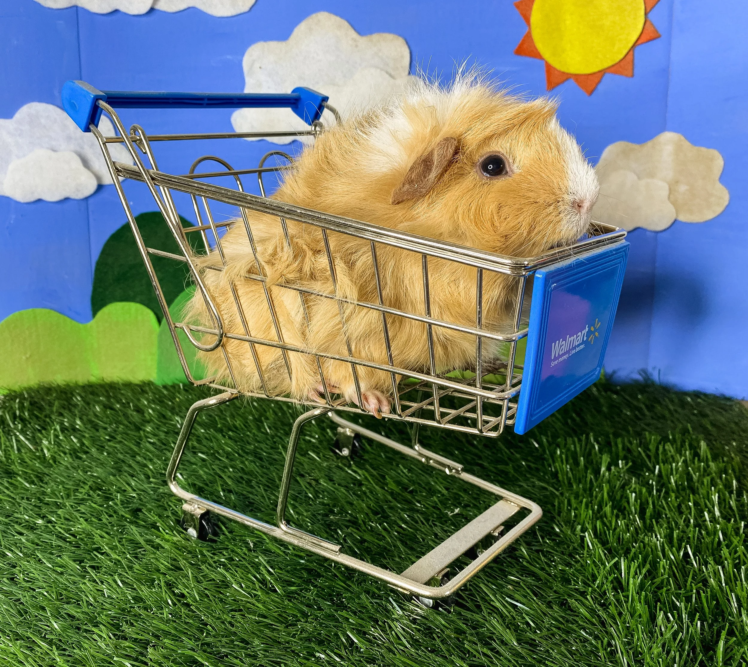 Beavers — Shop — The Pipsqueakery - A Rescue & Sanctuary For All